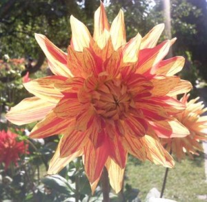 Dahlie aus dem Britzer Garten