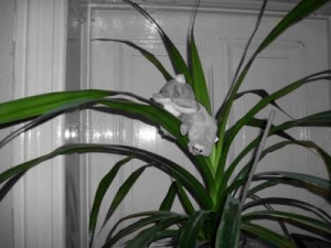 Herr Bär seine Lieblingsfarbe