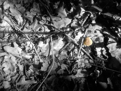 Der kleine Pilz im großen Wald