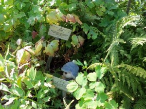 Herr Bär im Hexengarten
