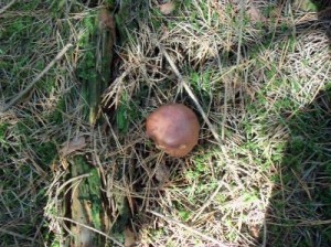 Pilz