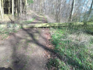 Baumstamm auf dem Weg