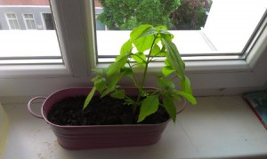 Auf dem Bild ist eine Pflanze zu sehen