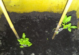 tomatenpflanzen