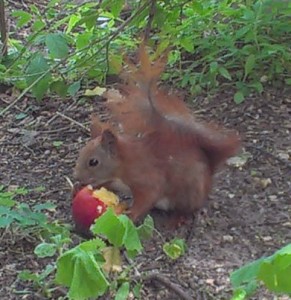 Eichhörnchen