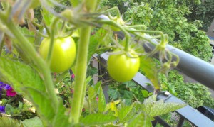 tomaten