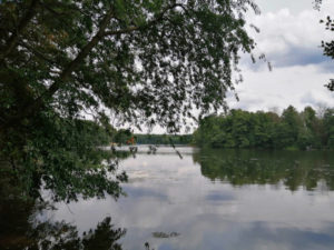 Bäume, Wolken und ein Gewässer
