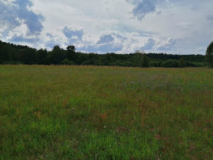 Wildwiese bei Erkner umgeben von Wald