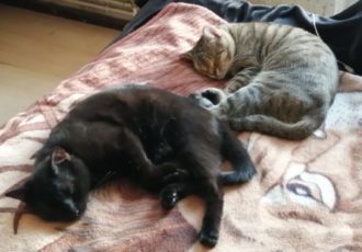 Zwei schlafende Katzen auf der Couch